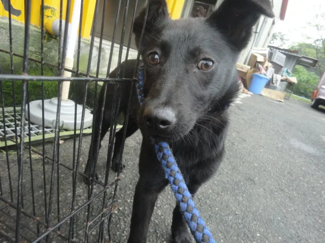 混種犬