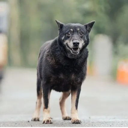 混種犬