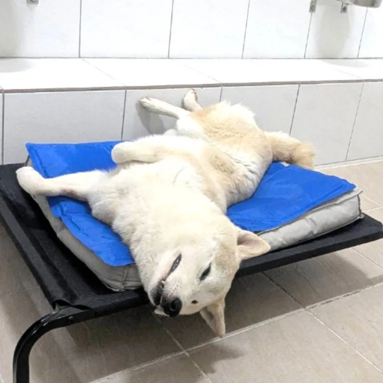 柴犬