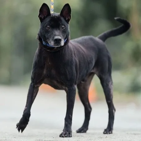 混種犬