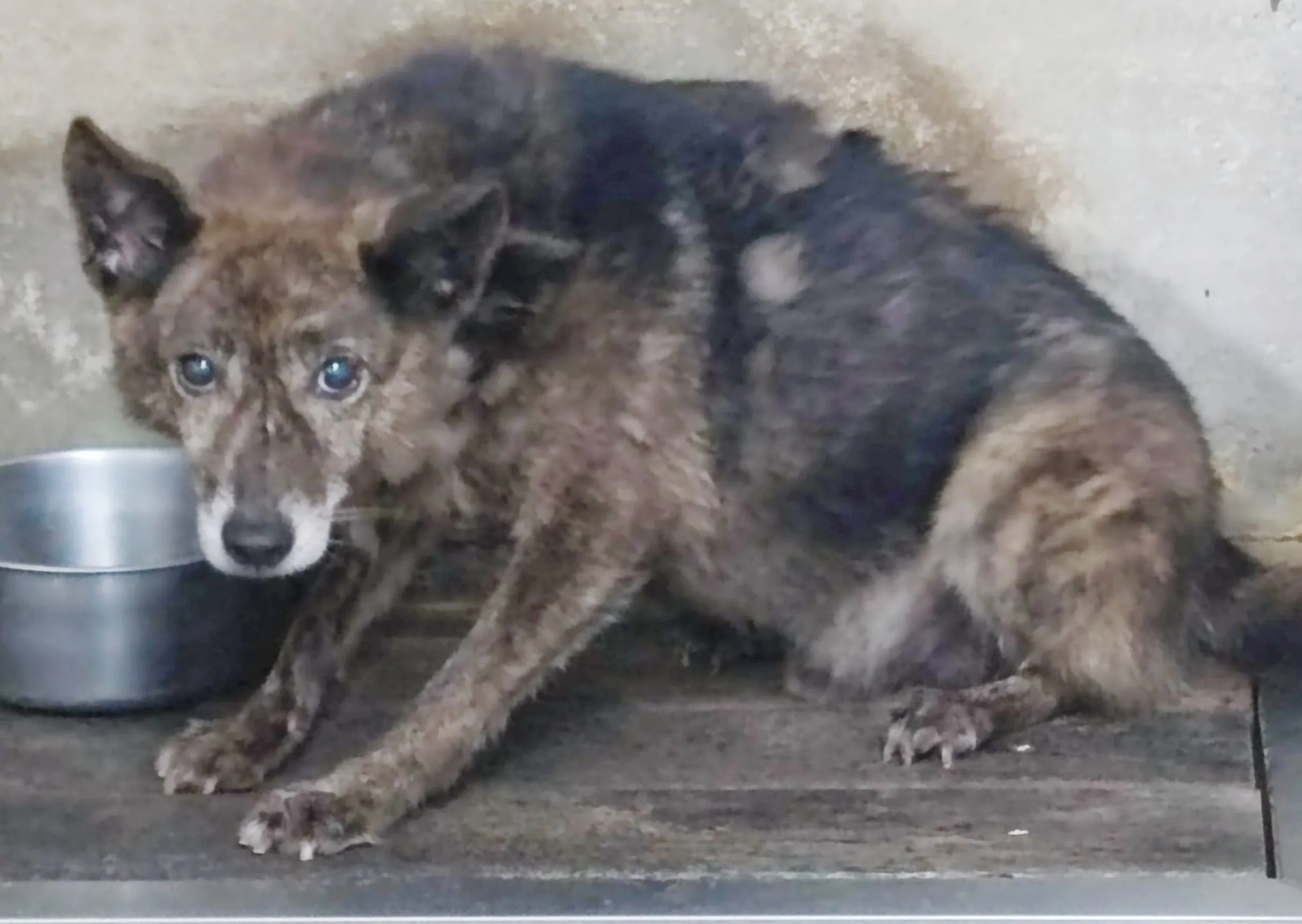 混種犬