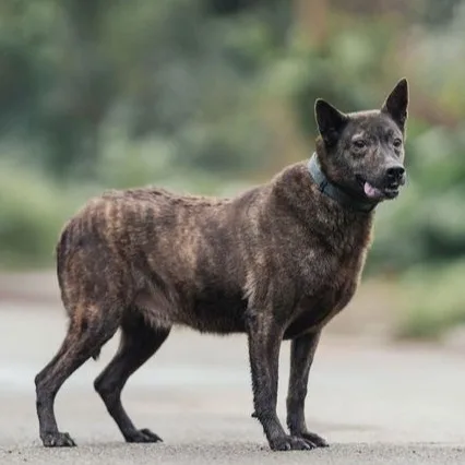 混種犬
