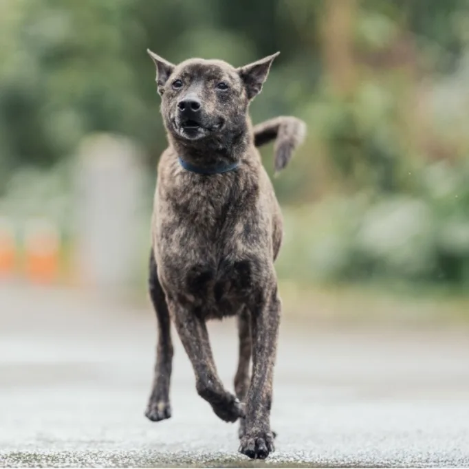 混種犬