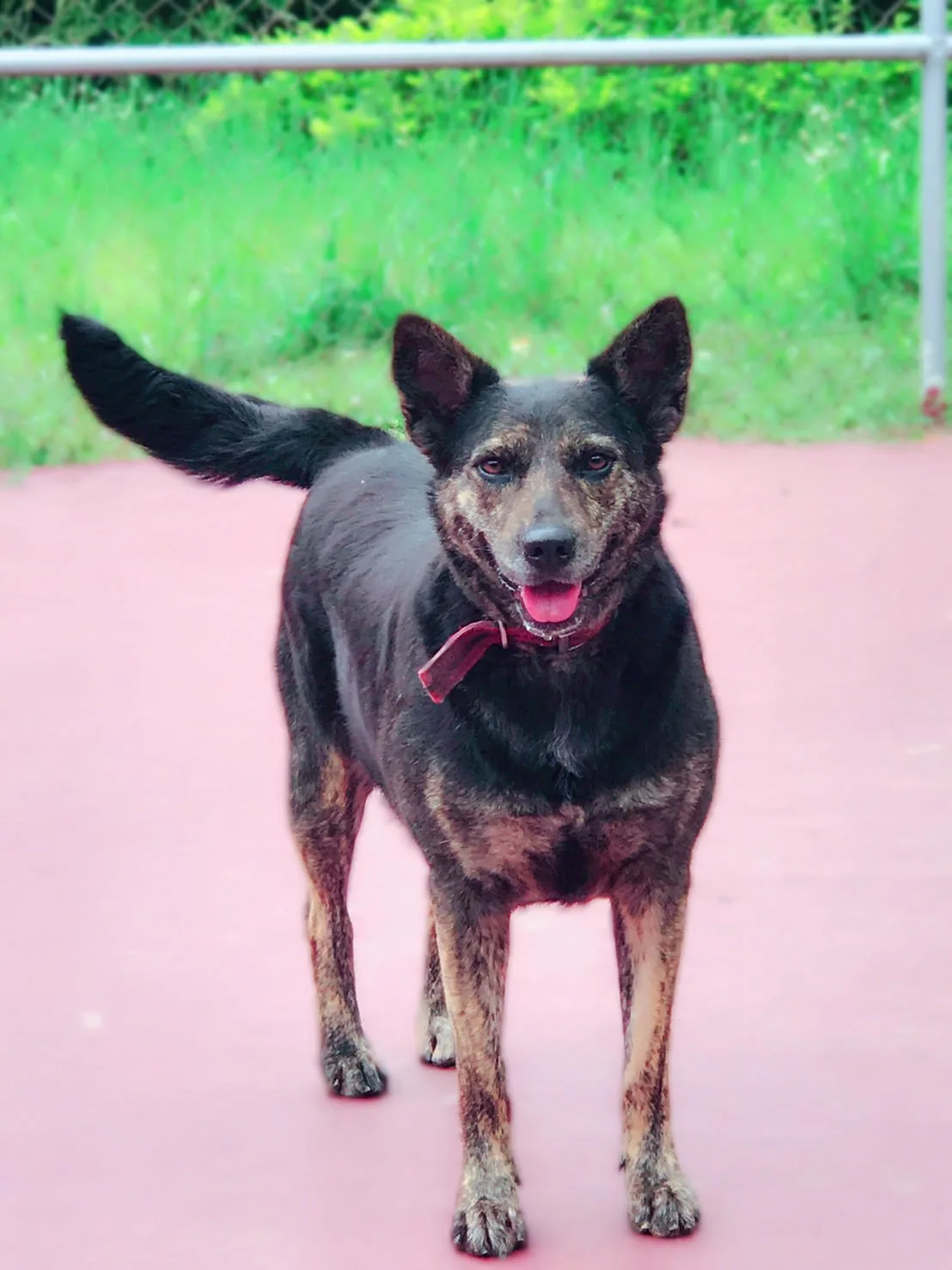 混種犬