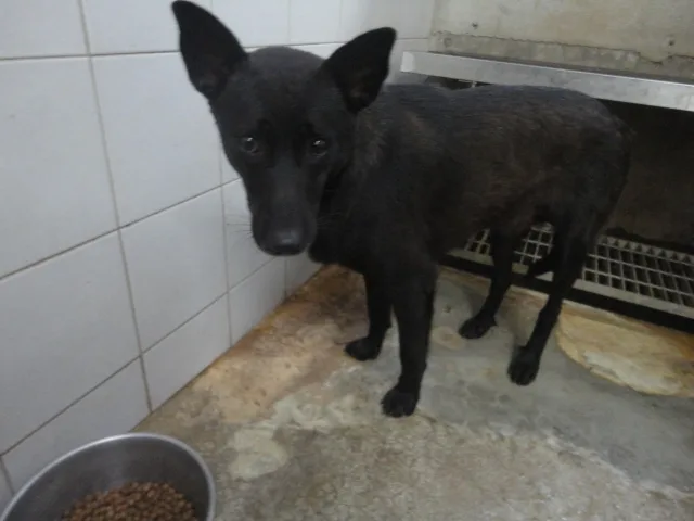 混種犬