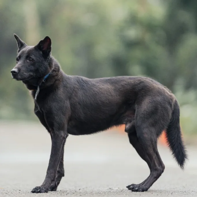 混種犬