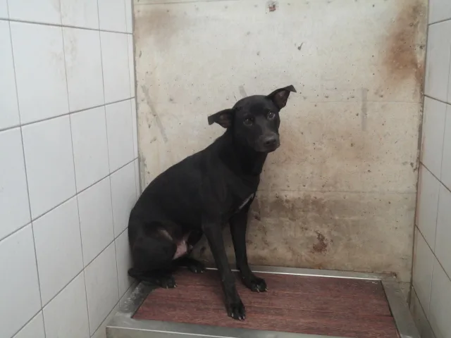 混種犬