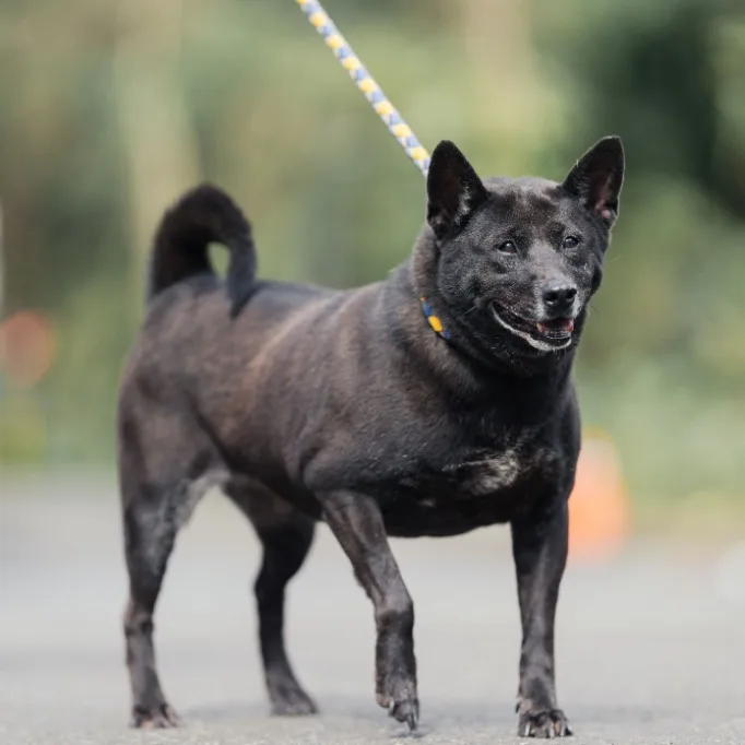 混種犬