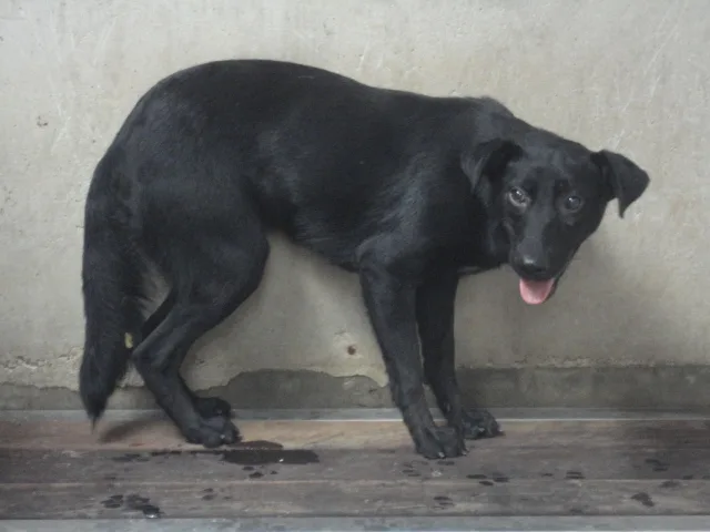 混種犬