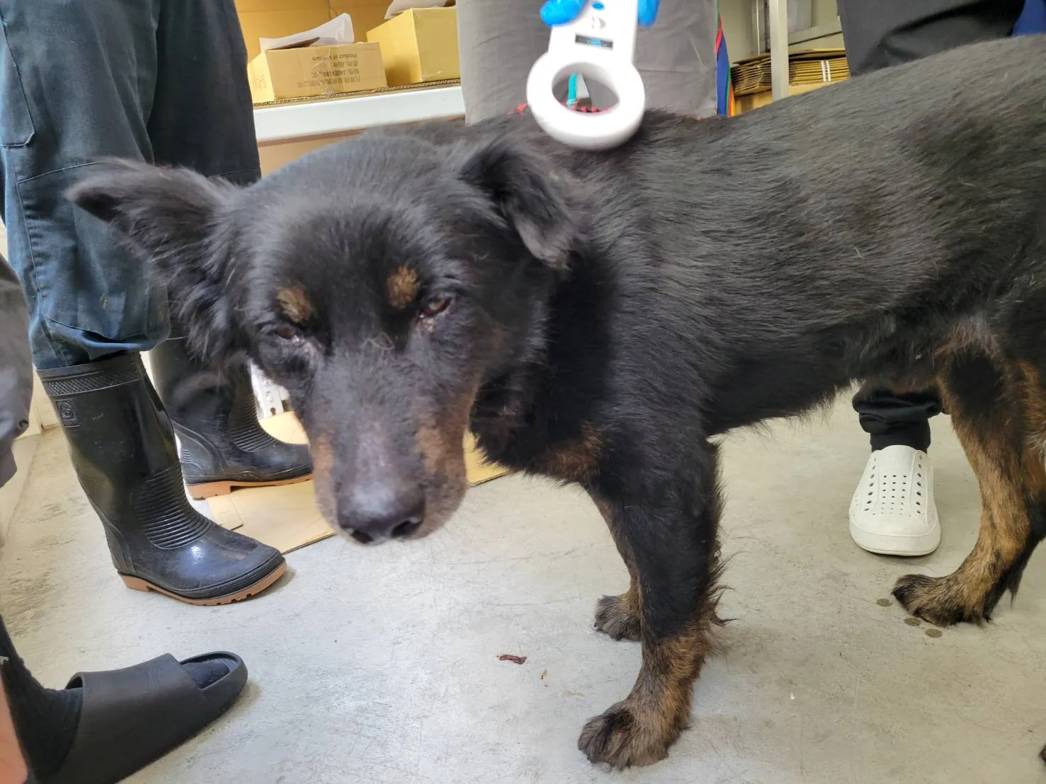 混種犬