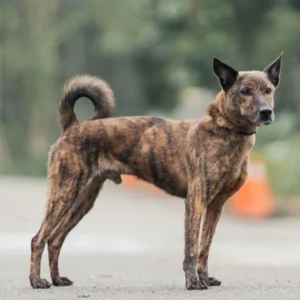 混種犬