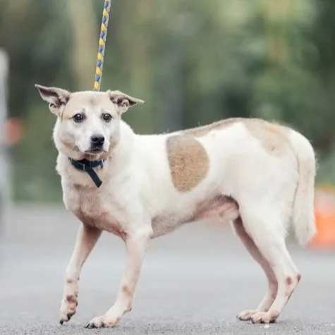 混種犬
