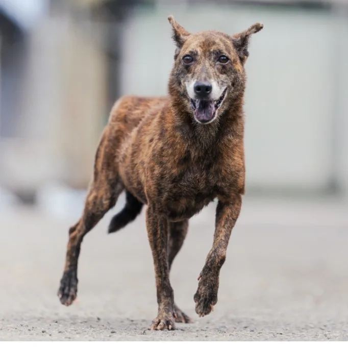 混種犬