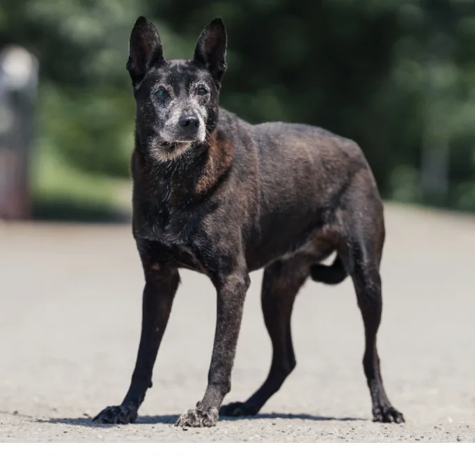 混種犬