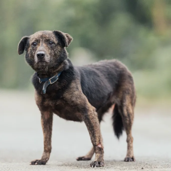 混種犬
