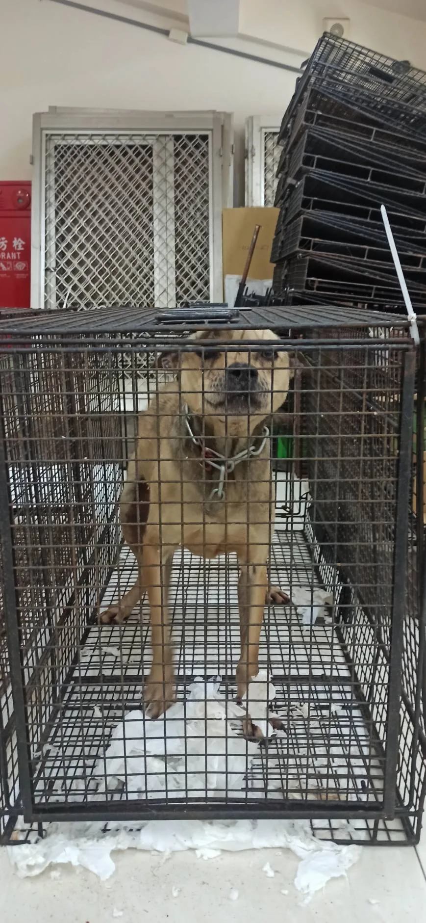 混種犬