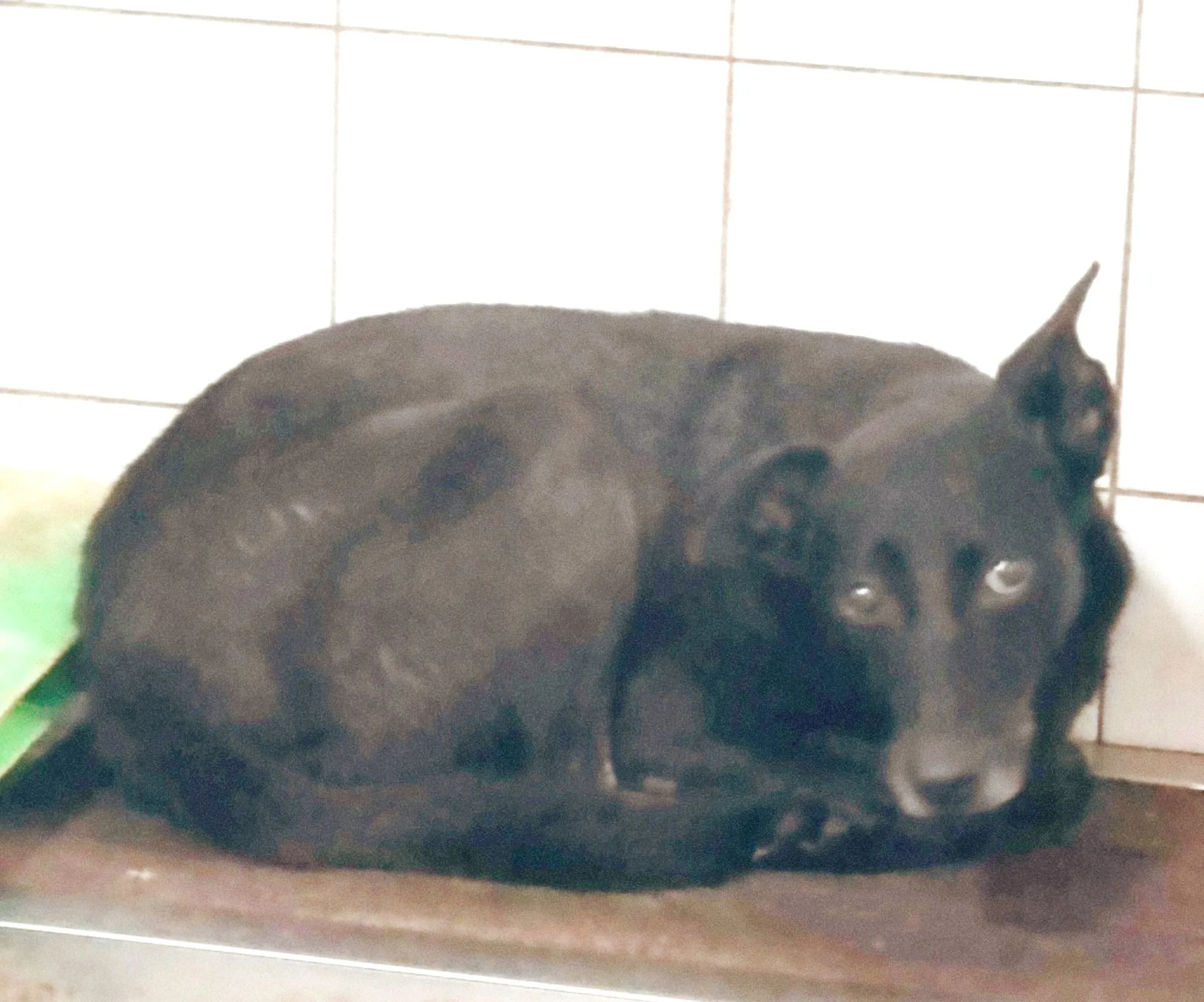 混種犬