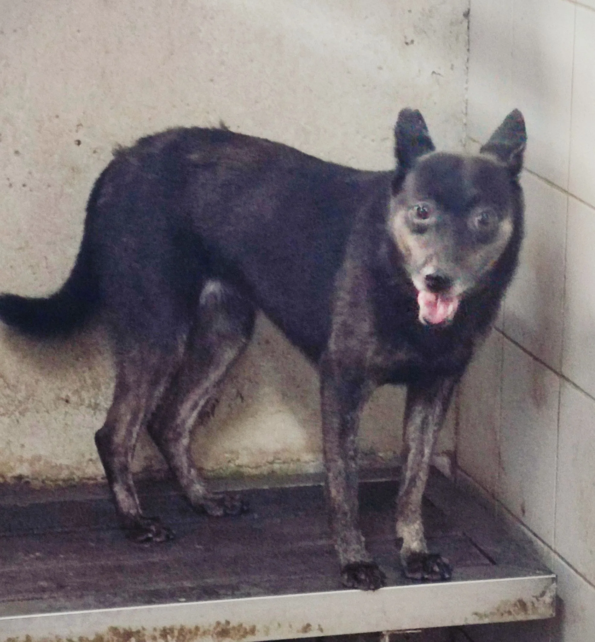 混種犬