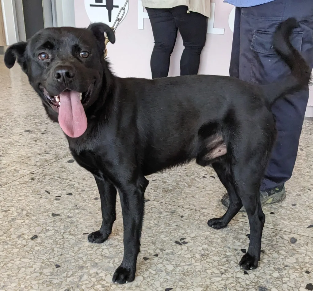 混種犬