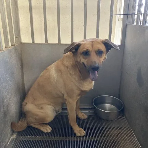 混種犬