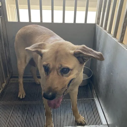 混種犬
