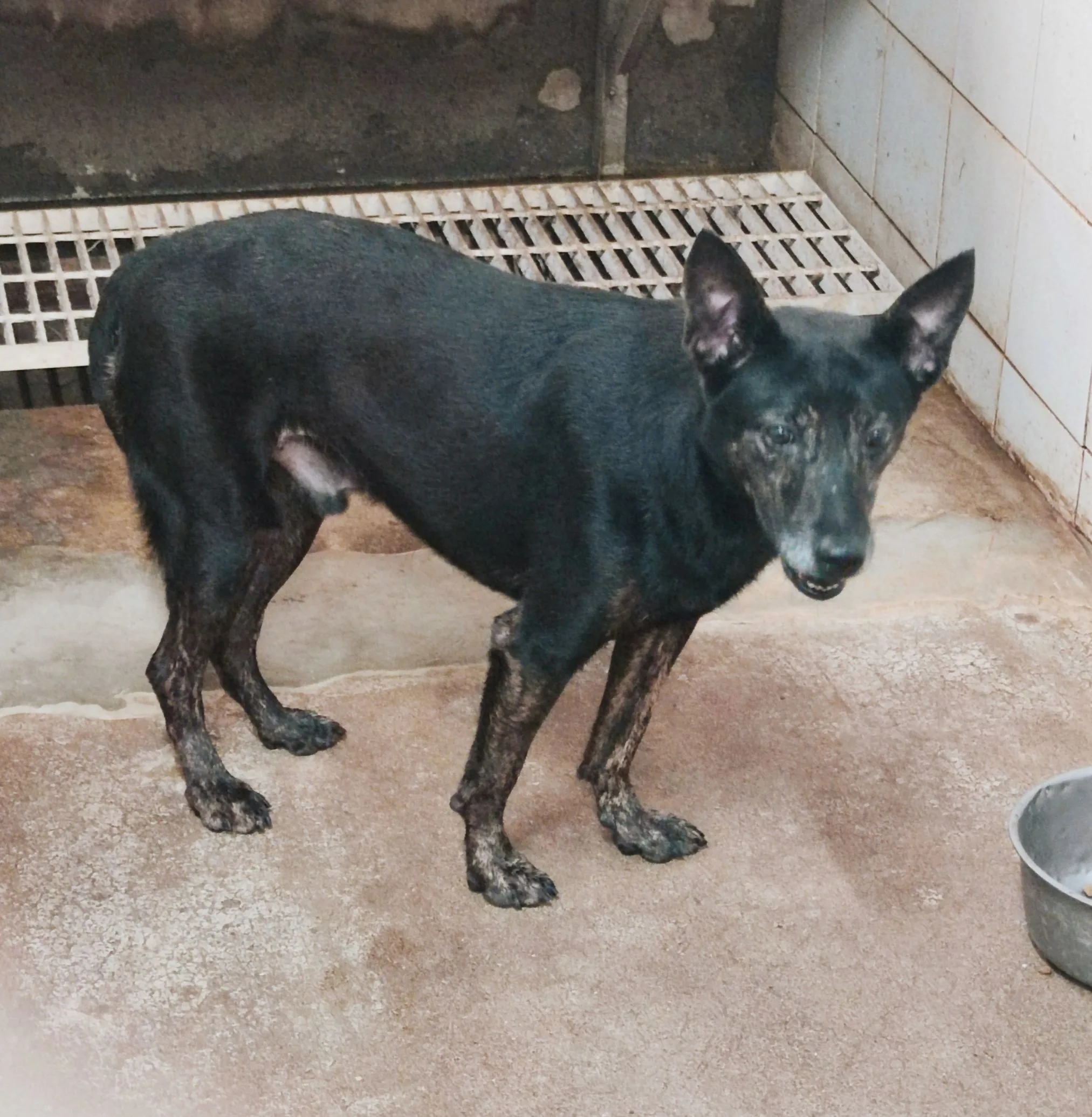 混種犬