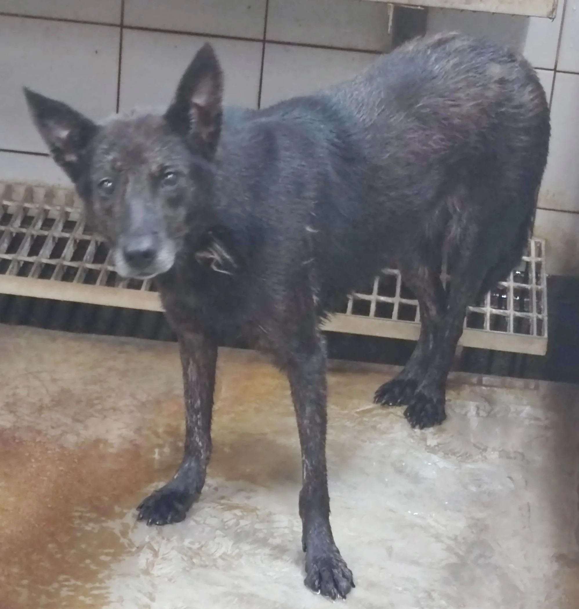 混種犬