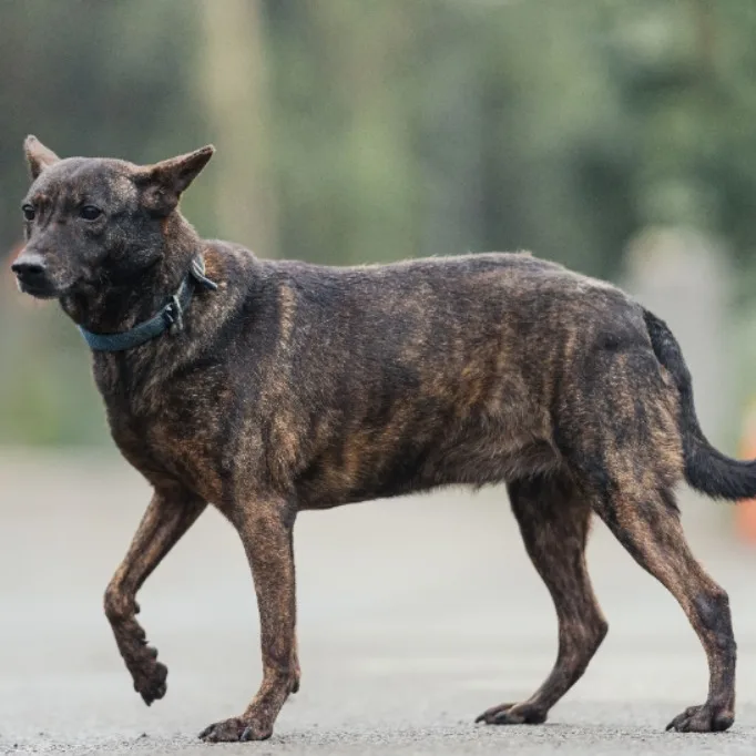 混種犬