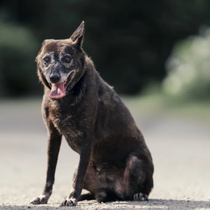 混種犬