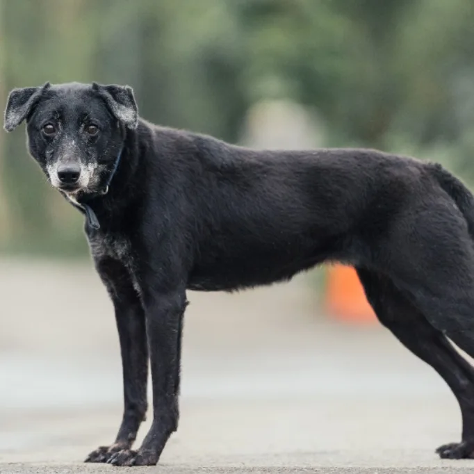 混種犬