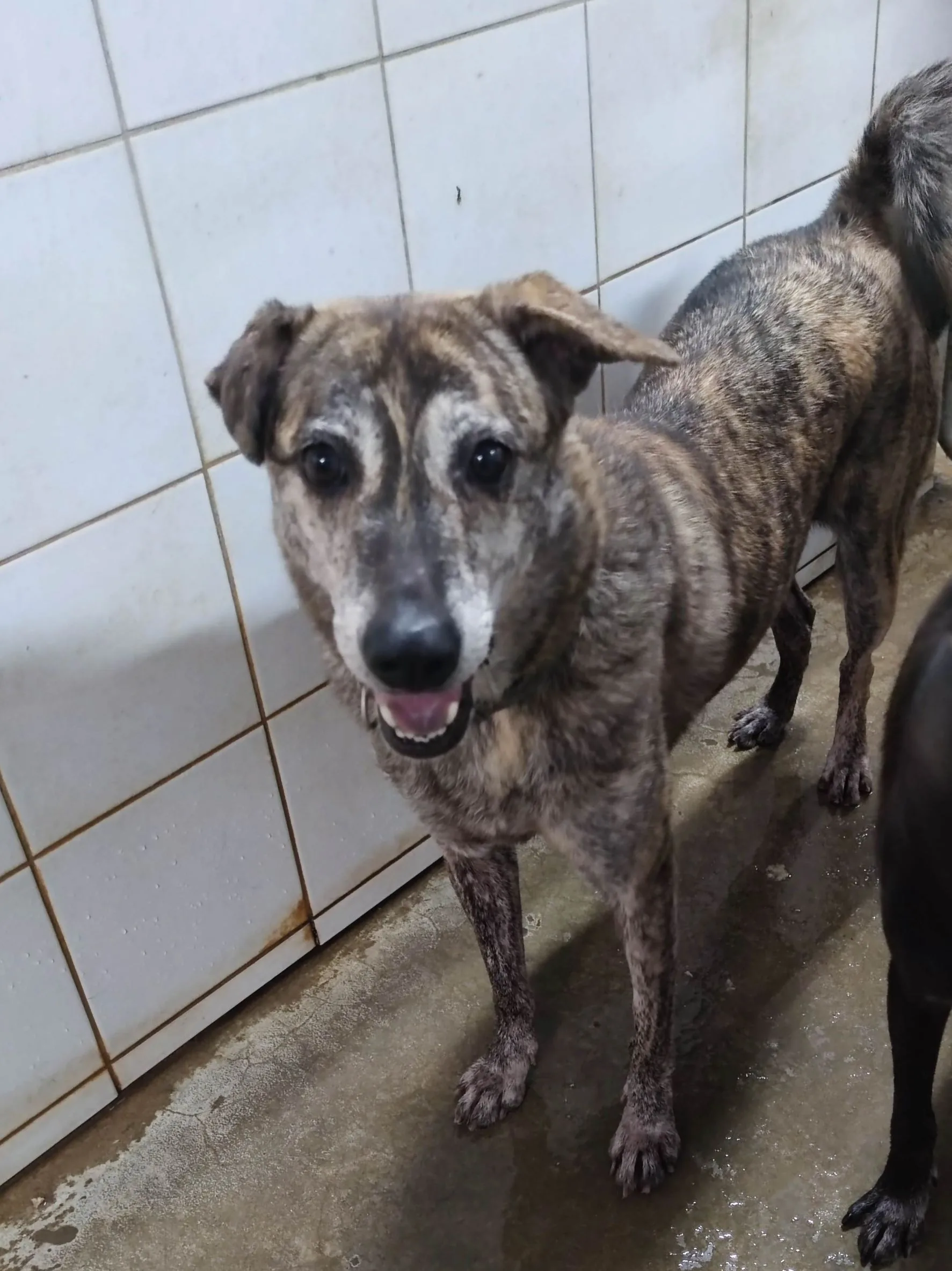 混種犬
