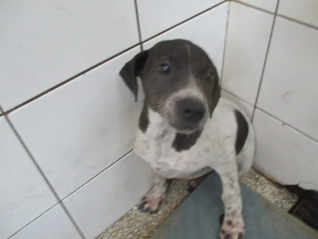 混種犬