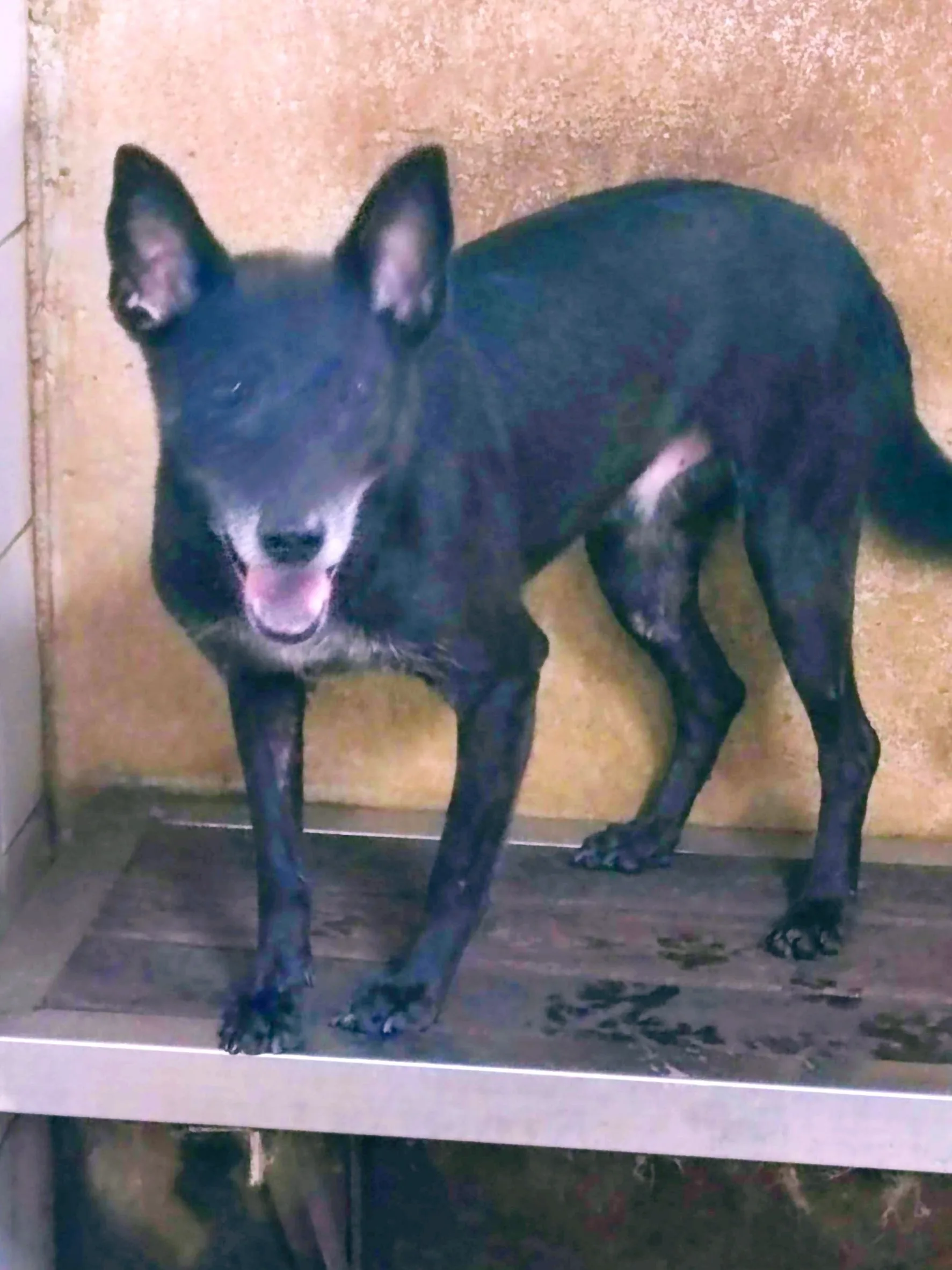 混種犬