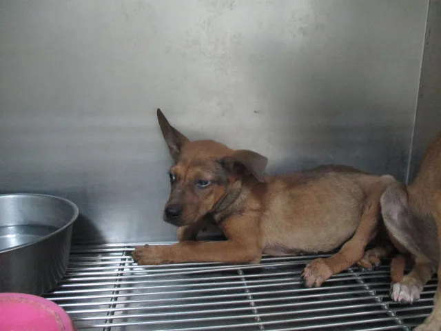 混種犬