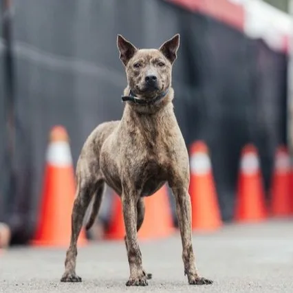混種犬