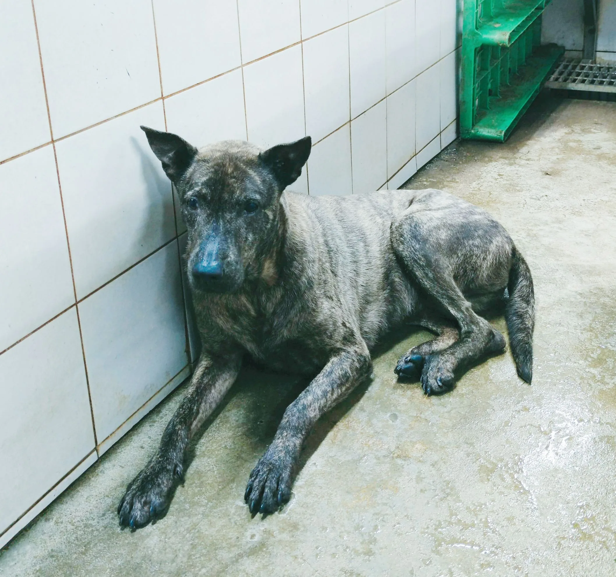 混種犬