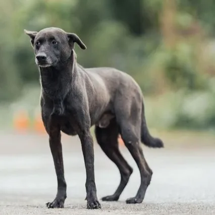 混種犬