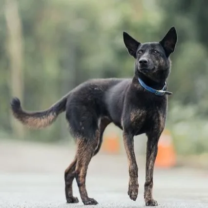 混種犬