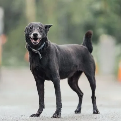 混種犬