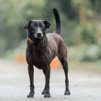 混種犬