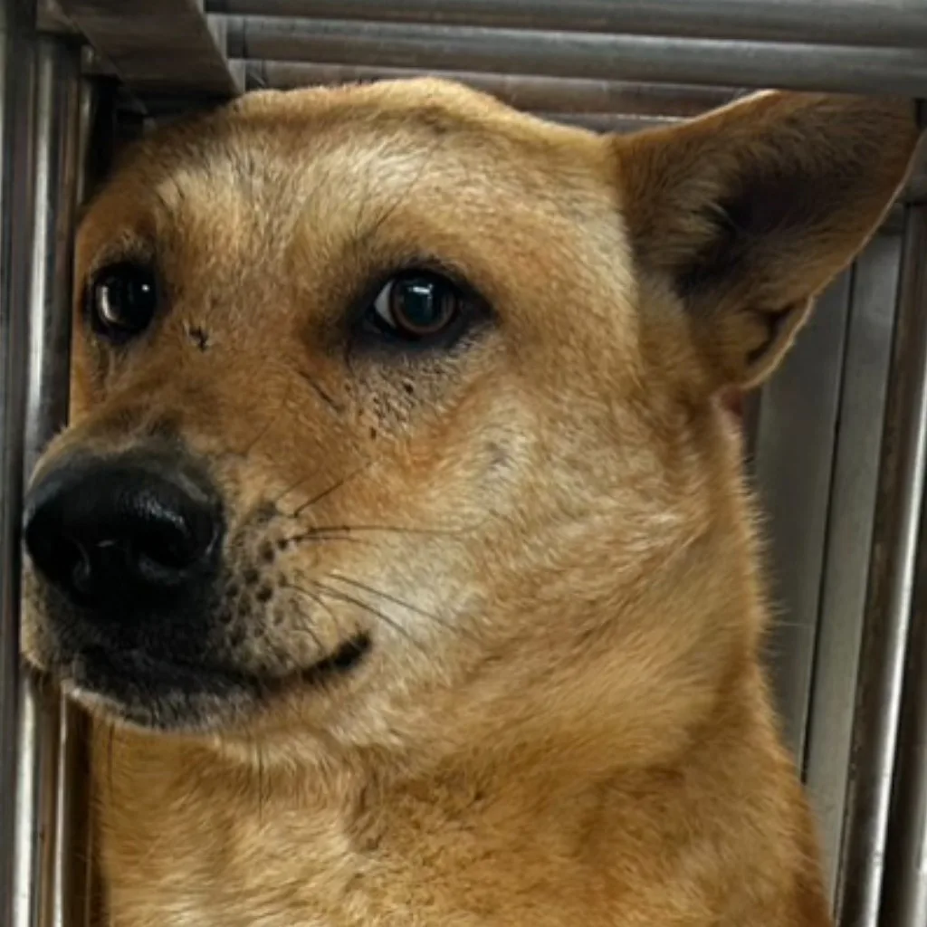 混種犬