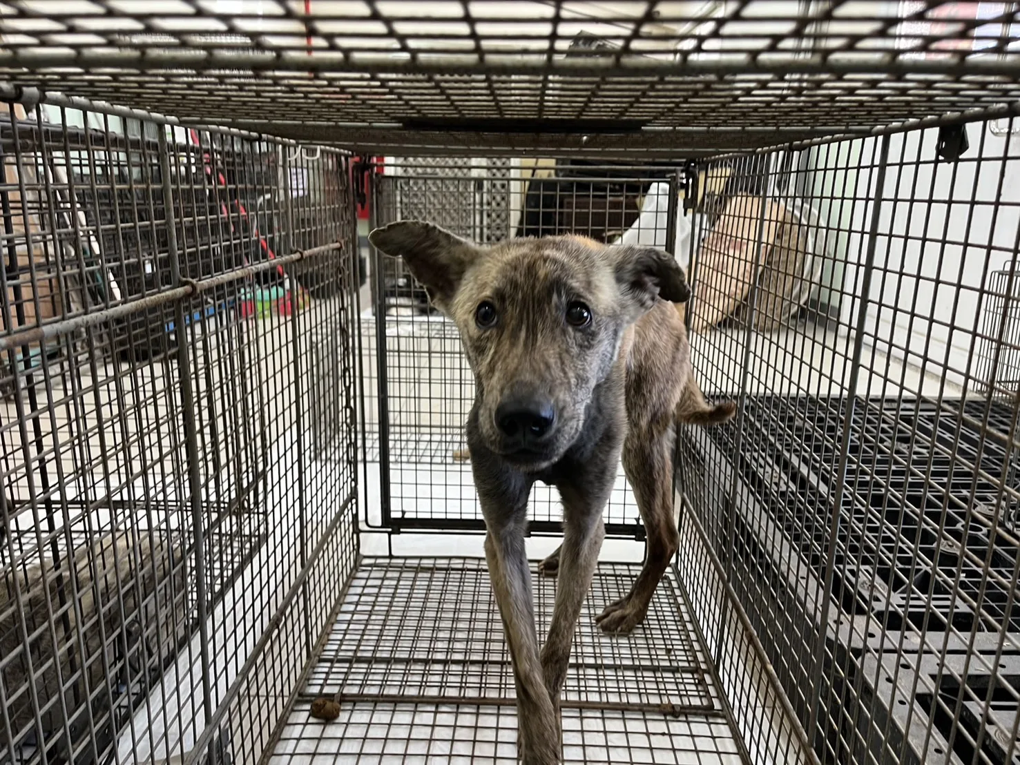 混種犬