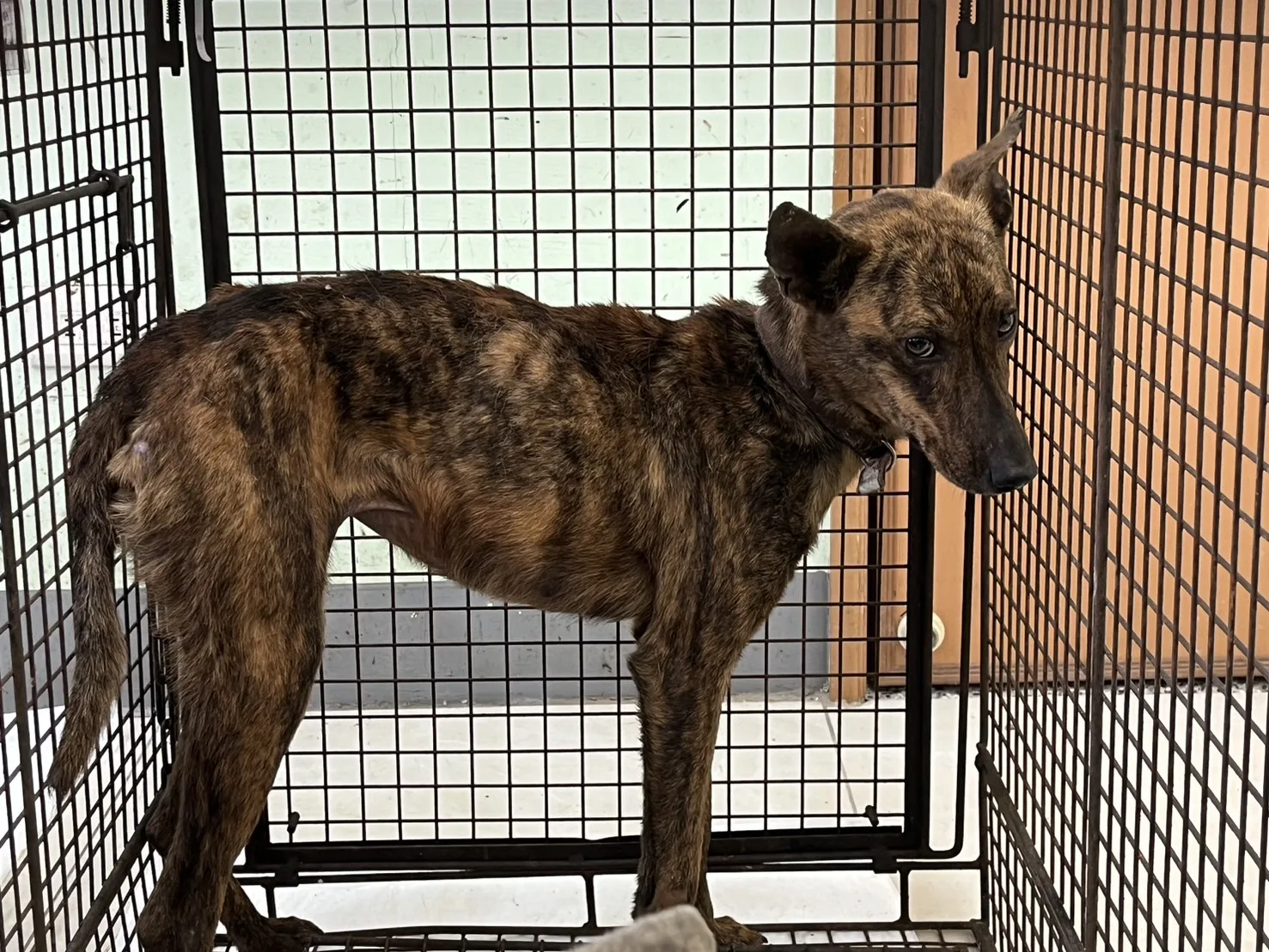 混種犬
