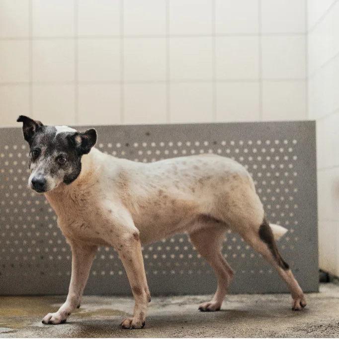 混種犬