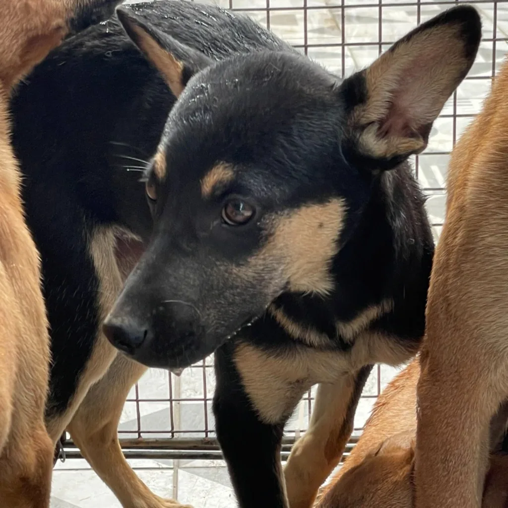 混種犬