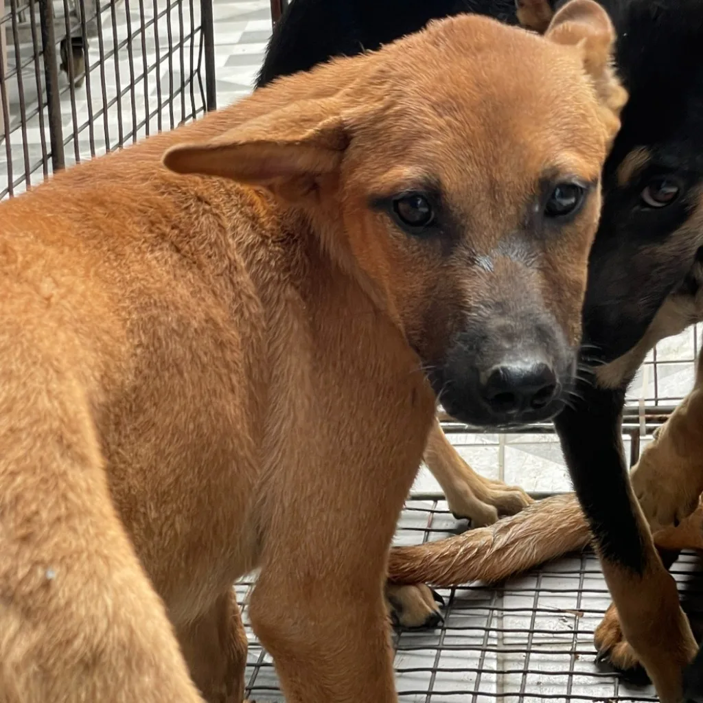 混種犬