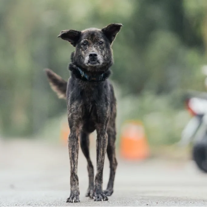 混種犬