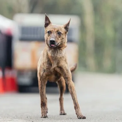 混種犬