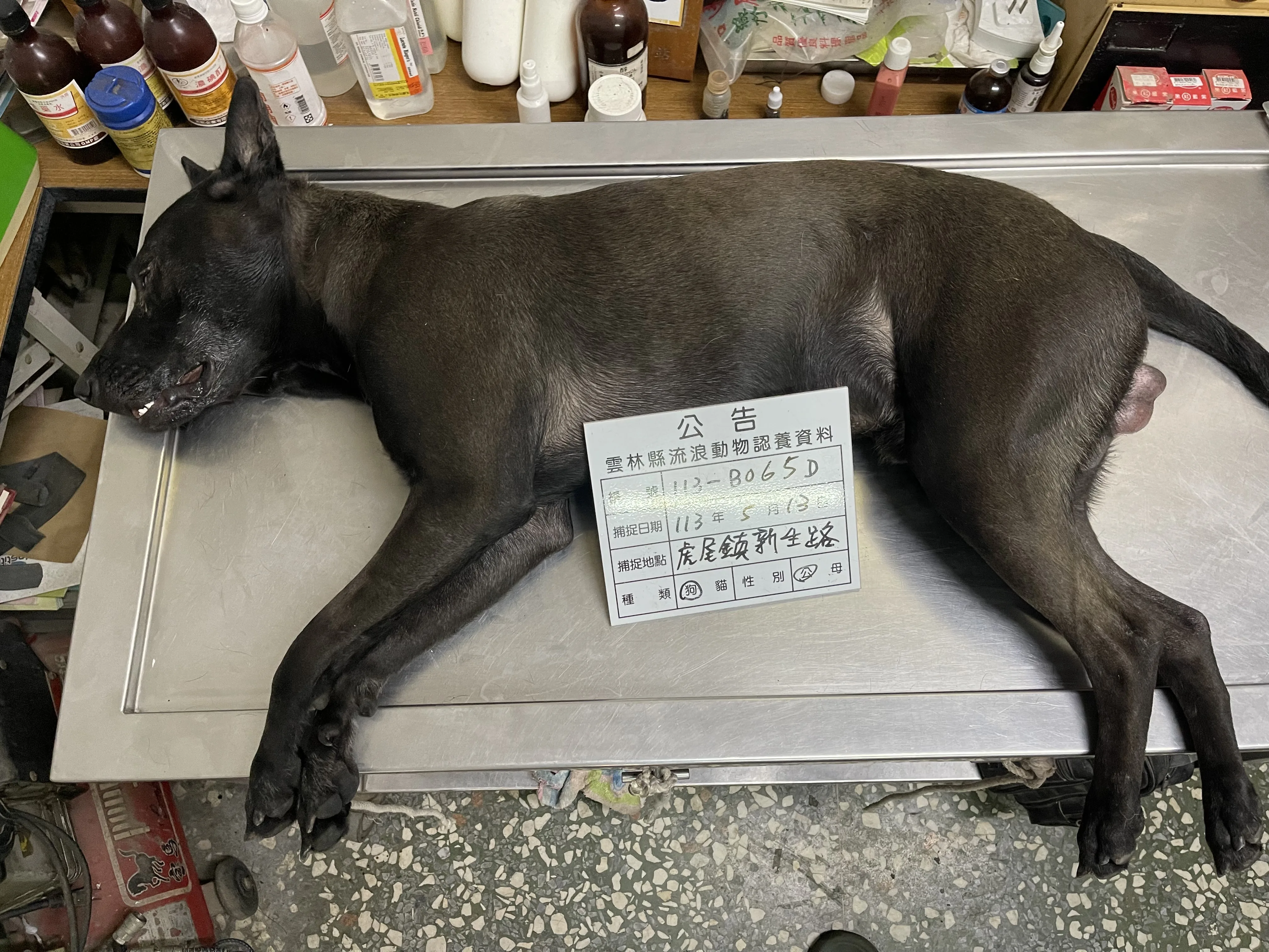 混種犬