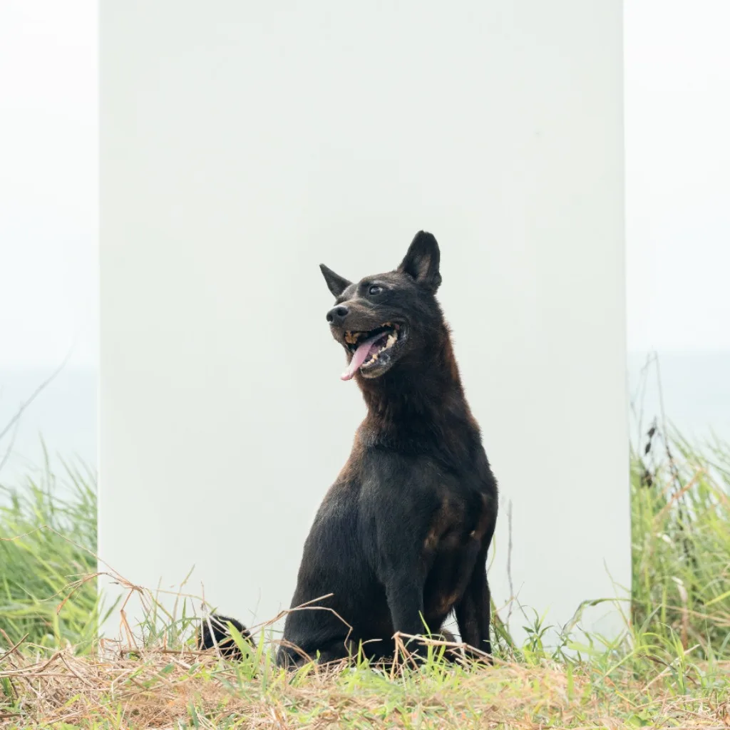 混種犬